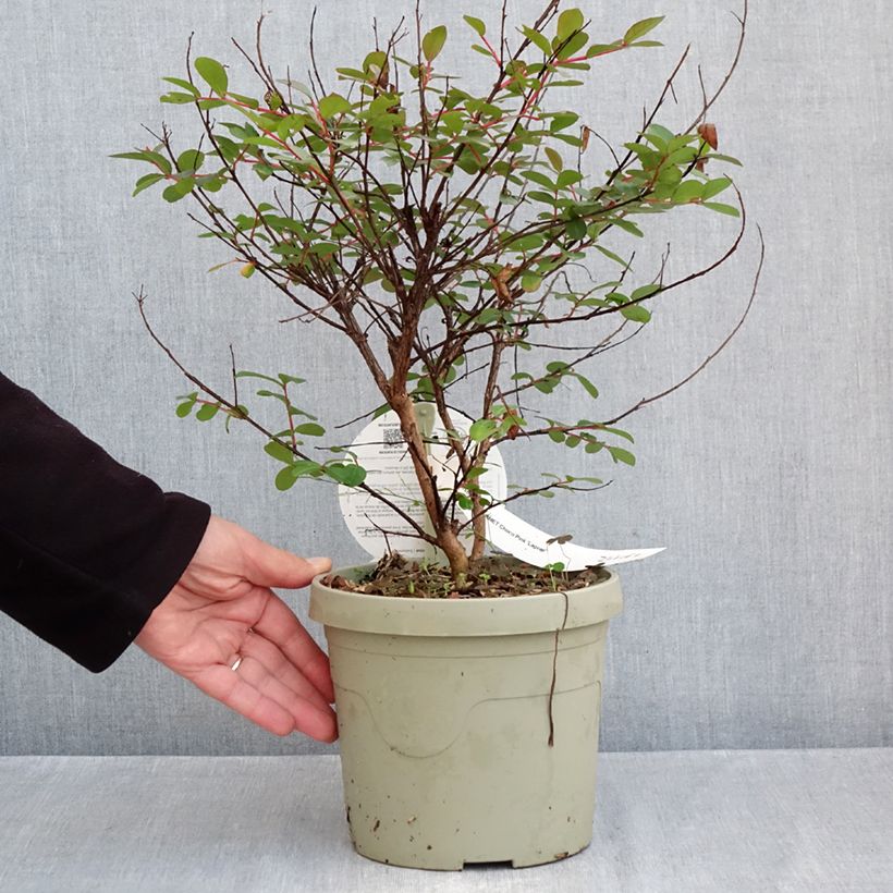 Ejemplar de Lagerstroemia indica Gourmet Choco Pink  - Árbol de Júpiter Maceta 4L/5L entregado en otoño