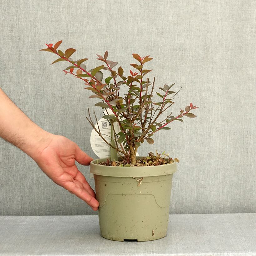 Lagerstroemia indica Gourmet Choco Pink  - Árbol de Júpiter Maceta 4L/5L Ejemplar entregado en la primavera