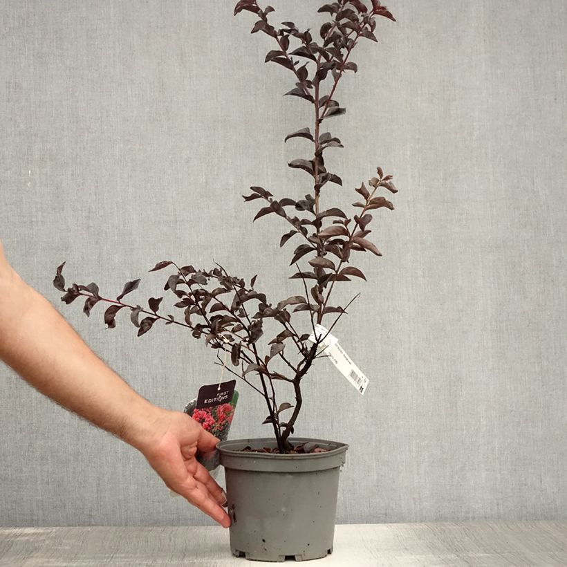 Ejemplar de Árbol de Júpiter Midnight Magic - Lagerstroemia indica Maceta 3L/4L entregado en verano