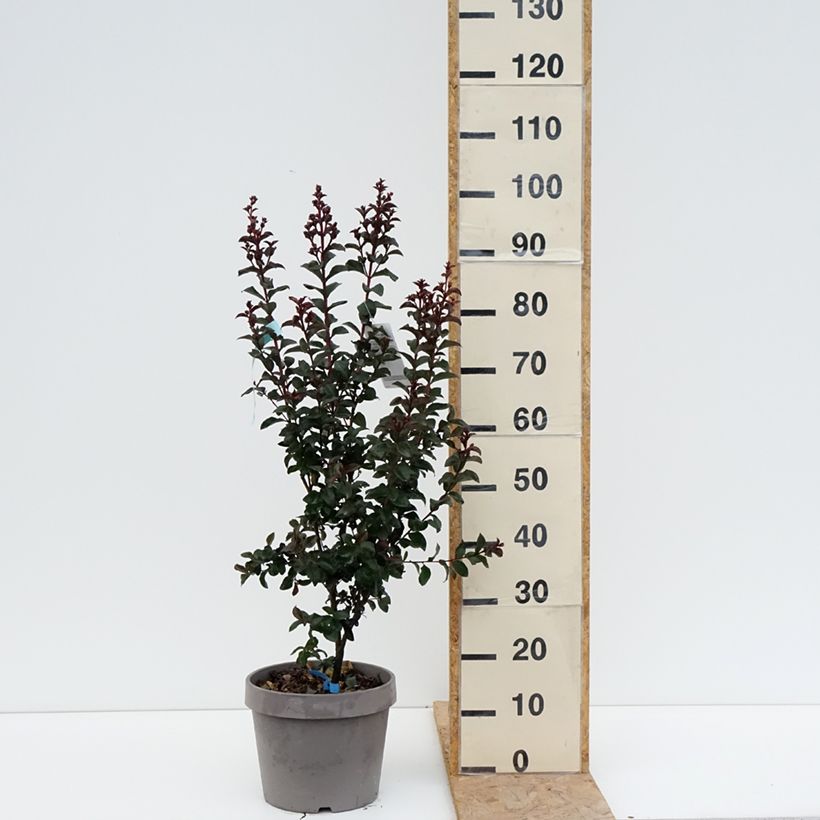 Ejemplar de Árbol de Júpiter Rhapsody In Blue - Lagerstroemia indica Maceta 7,5L/10L, Formación arbustiva entregado en verano