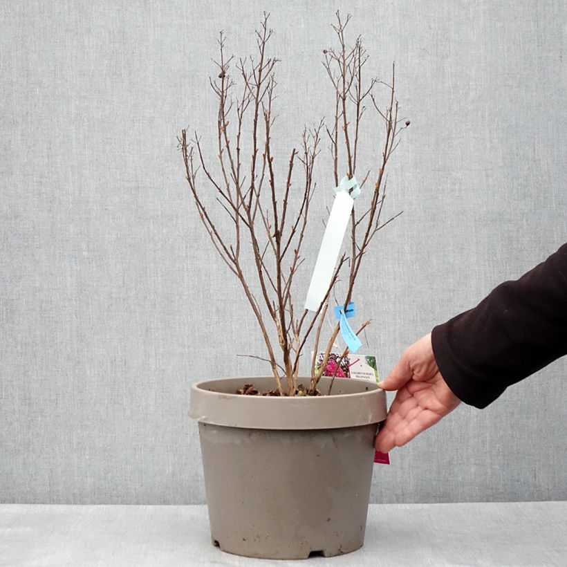 Árbol de Júpiter Rhapsody In Blue - Lagerstroemia indica Maceta 7,5L/10L, Formación arbustiva Ejemplar entregado en la primavera