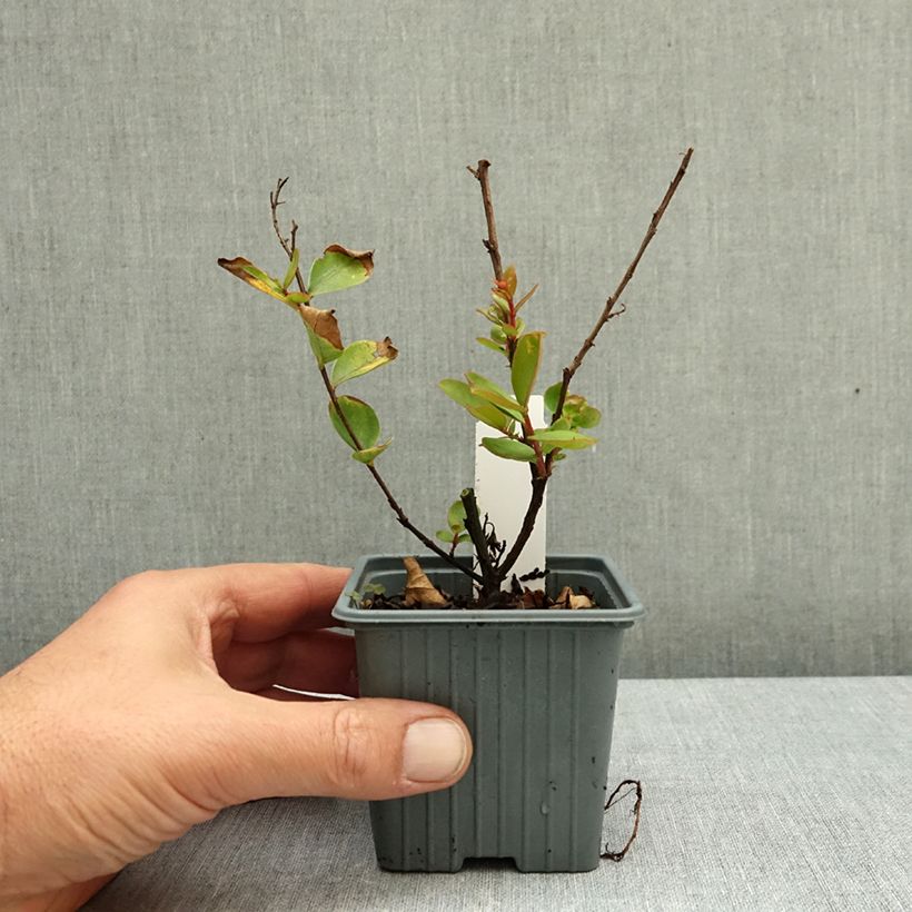 Ejemplar de Árbol de Júpiter Virgin With Love - Lagerstroemia indica Maceta de 8/9 cm entregado en otoño