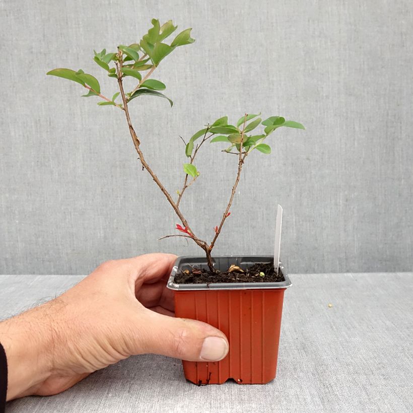 Ejemplar de Árbol de Júpiter With Love Babe - Lagerstroemia indica Maceta de 8/9 cm entregado en otoño