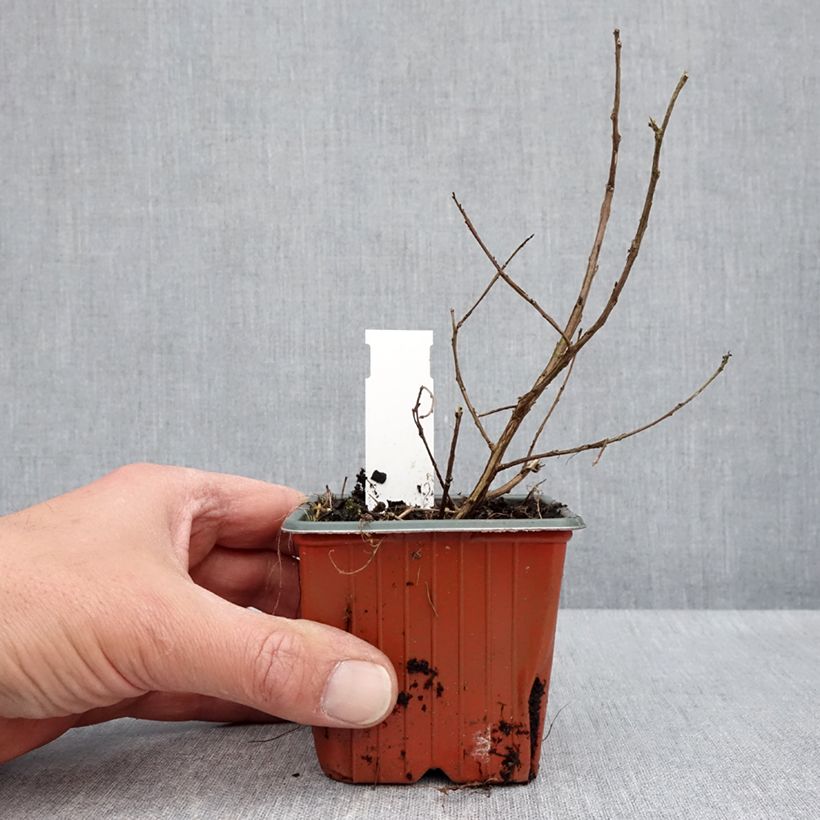 Árbol de Júpiter With Love Babe - Lagerstroemia indica Maceta de 8/9 cm Ejemplar entregado en la primavera