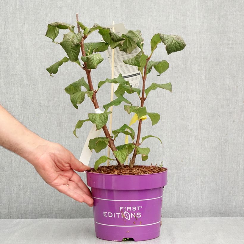 Ejemplar de Lila  Pinktini - Syringa x prestoniae Maceta 3L/4L entregado en otoño