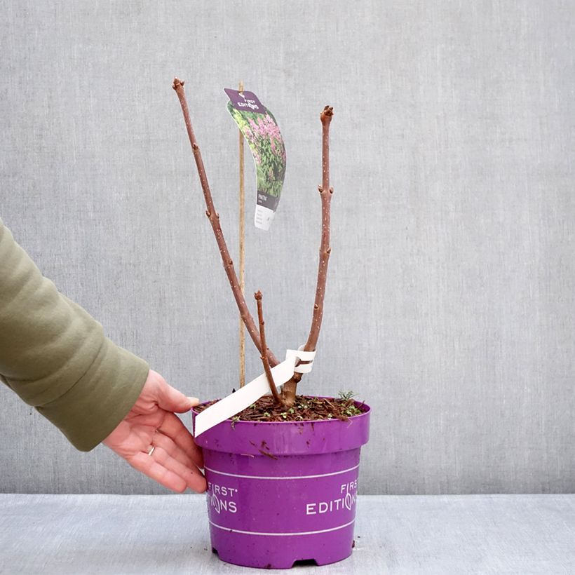 Lila  Pinktini - Syringa x prestoniae Maceta 3L/4L Ejemplar entregado en invierno