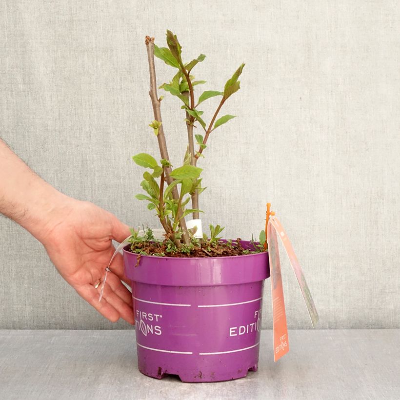 Lila  Pinktini - Syringa x prestoniae Maceta 3L/4L Ejemplar entregado en la primavera