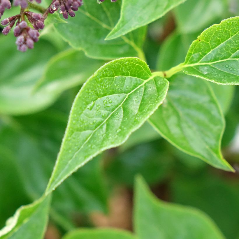 Syringa Baby Kim - Lilo enano (Follaje)