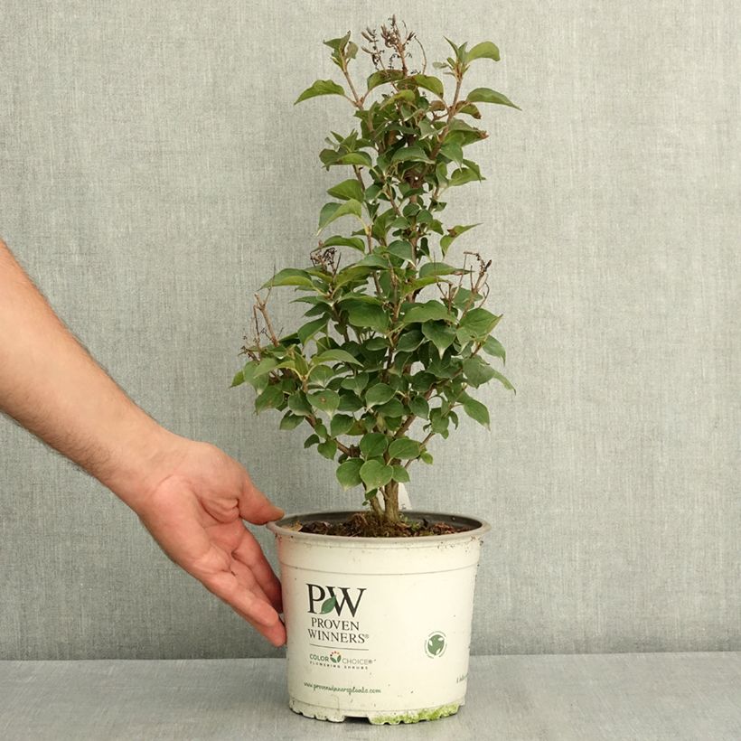 Ejemplar de Syringa Baby Kim - Lilo enano Maceta 3L/4L entregado en verano