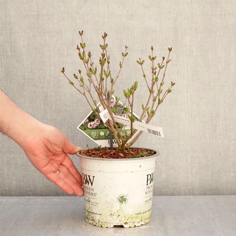 Syringa Baby Kim - Lilo enano Maceta 3L/4L Ejemplar entregado en invierno