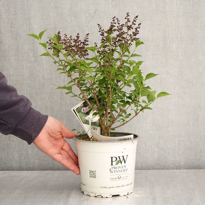 Syringa Baby Kim - Lilo enano Maceta 3L/4L Ejemplar entregado en la primavera