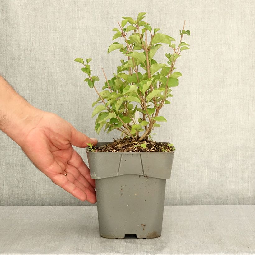 Ejemplar de Lilo enano Flowerfesta Pink - Syringa meyeri Maceta 2L/3L entregado en verano