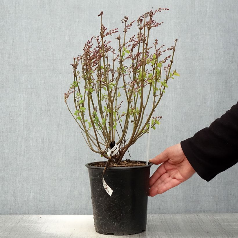 Lilo enano Flowerfesta Pink - Syringa meyeri Maceta 3L/4L Ejemplar entregado en la primavera