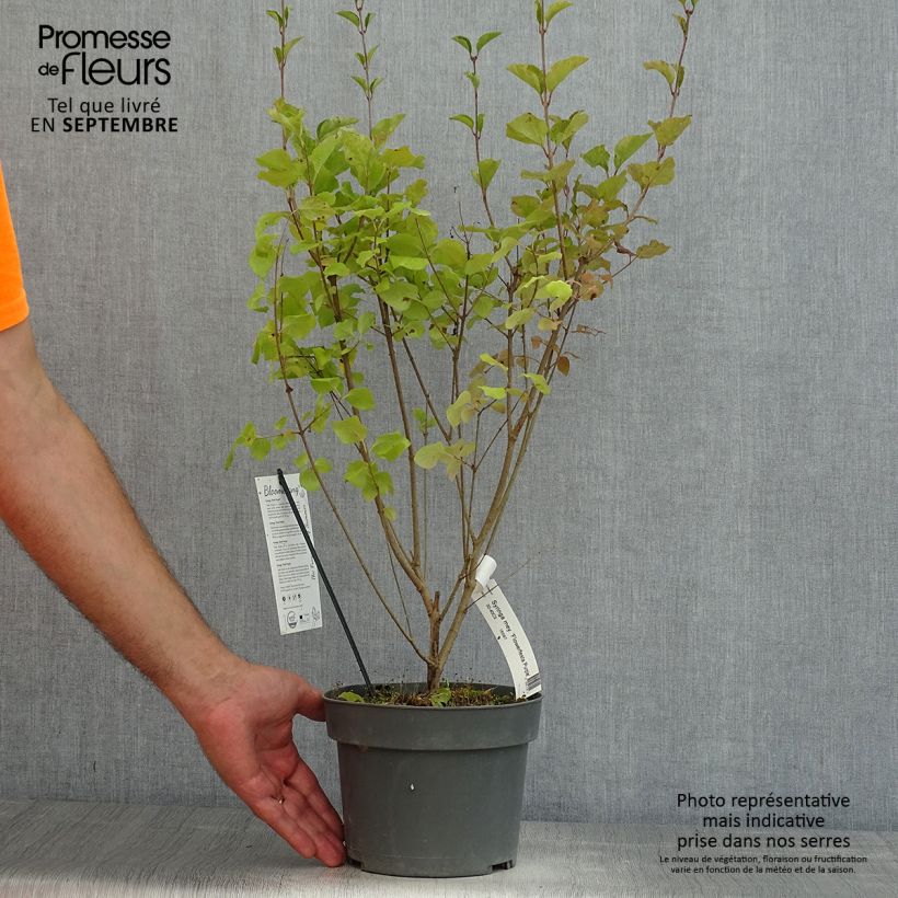 Ejemplar de Lilo enano Flowerfesta Purple - Syringa meyeri Maceta 3L/4L entregado en verano