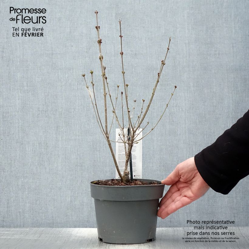 Lilo enano Flowerfesta Purple - Syringa meyeri Maceta 3L/4L Ejemplar entregado en invierno