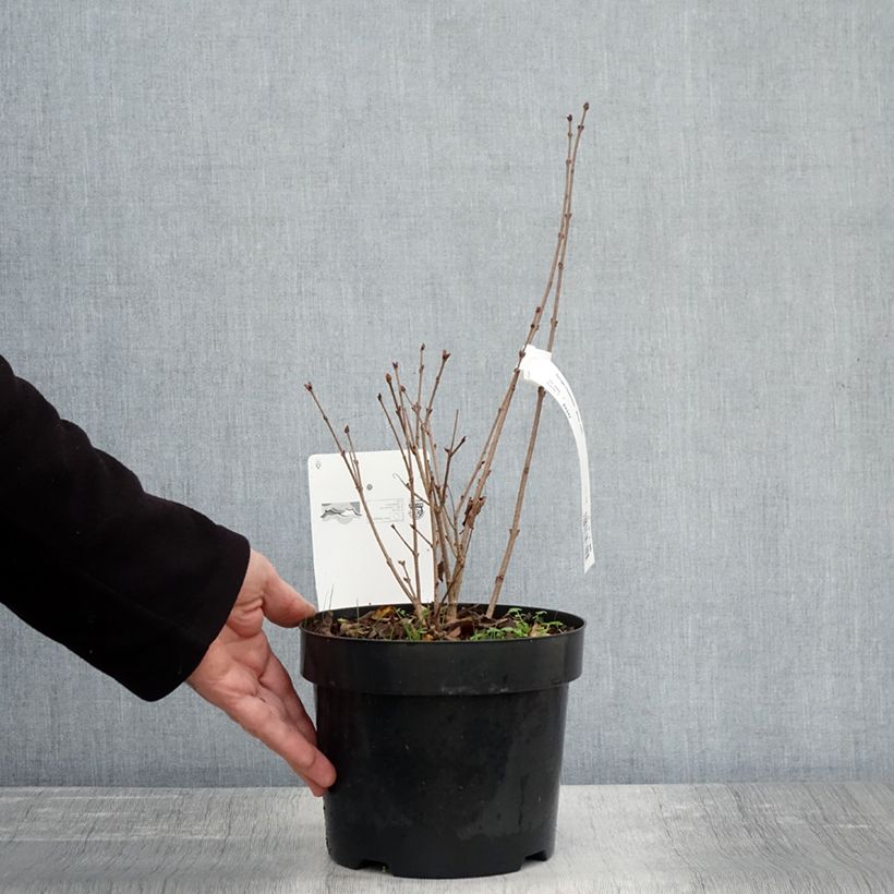 Ejemplar de Lilo enano Flowerfesta White - Syringa meyeri Maceta 3L/4L entregado en otoño