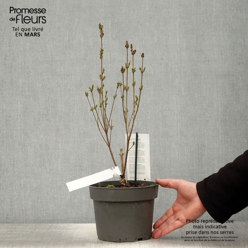 Lilo enano Flowerfesta White - Syringa meyeri Maceta 3L/4L Ejemplar entregado en la primavera