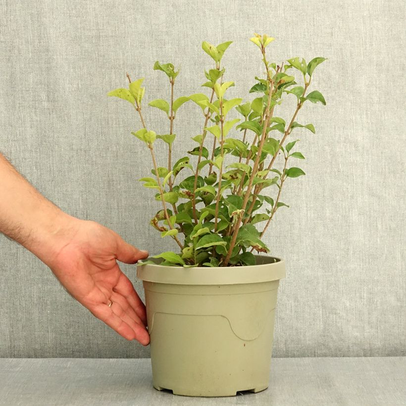 Ejemplar de Lilo enano Little Rosie - Syringa meyeri Maceta 3L/4L entregado en verano
