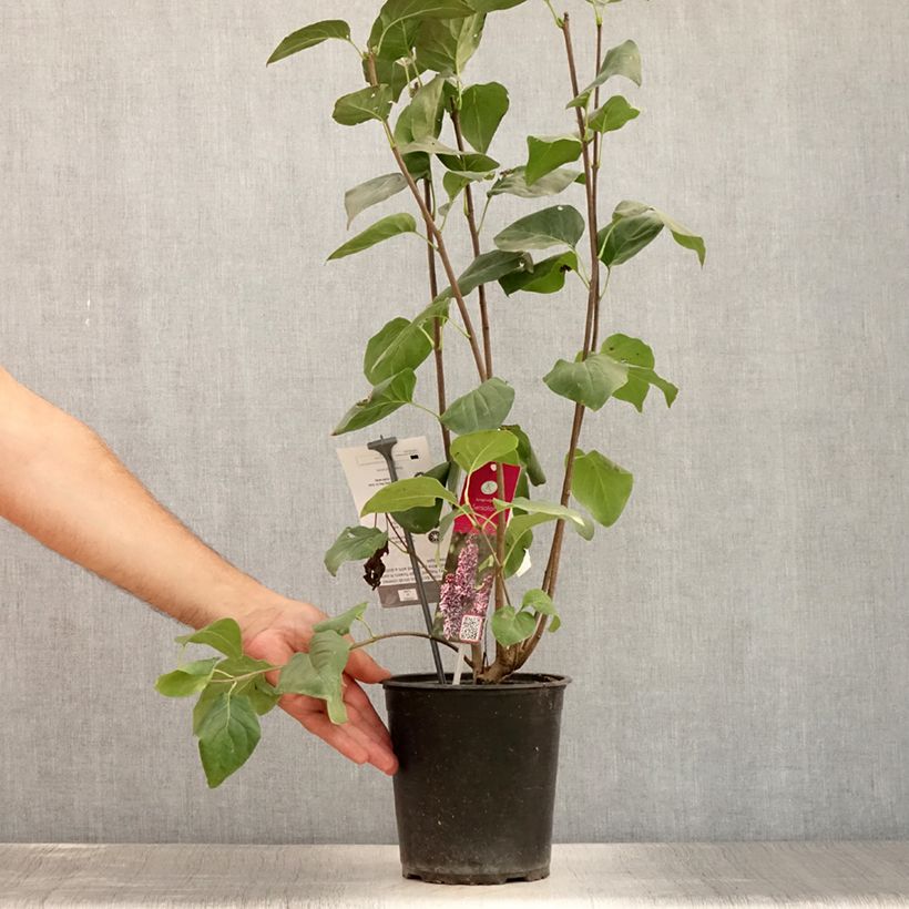 Ejemplar de Lila Sensation - Syringa vulgaris Maceta 3L/4L, Formación arbustiva entregado en verano