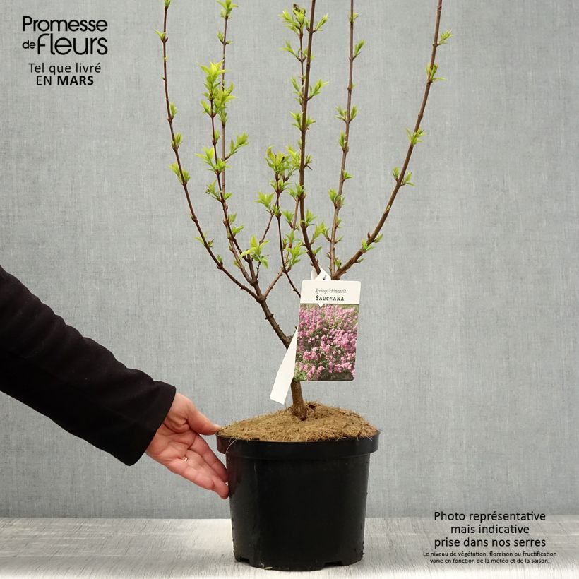 Lilo chino Saugeana - Syringa chinensis Maceta 2L/3L Ejemplar entregado en la primavera