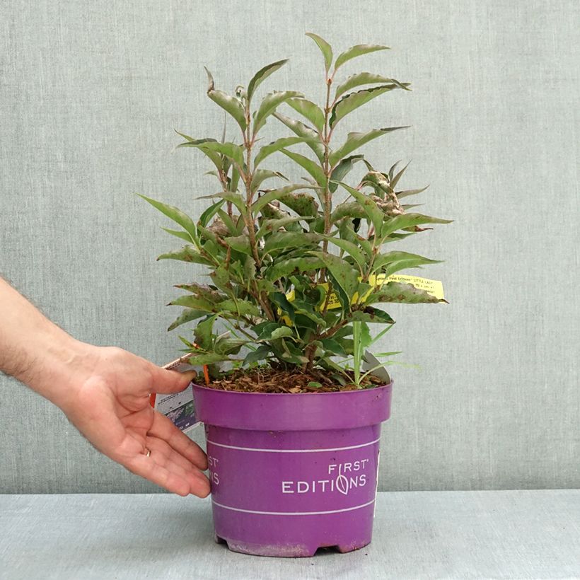Ejemplar de Lila Little Lady - Syringa Maceta 3L/4L entregado en verano