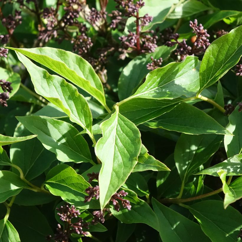 Lila Little Lady - Syringa (Follaje)