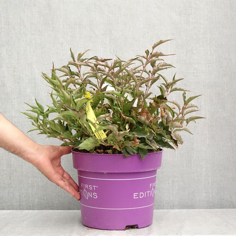Ejemplar de Lila Little Lady - Syringa Maceta 7,5L/10L entregado en otoño