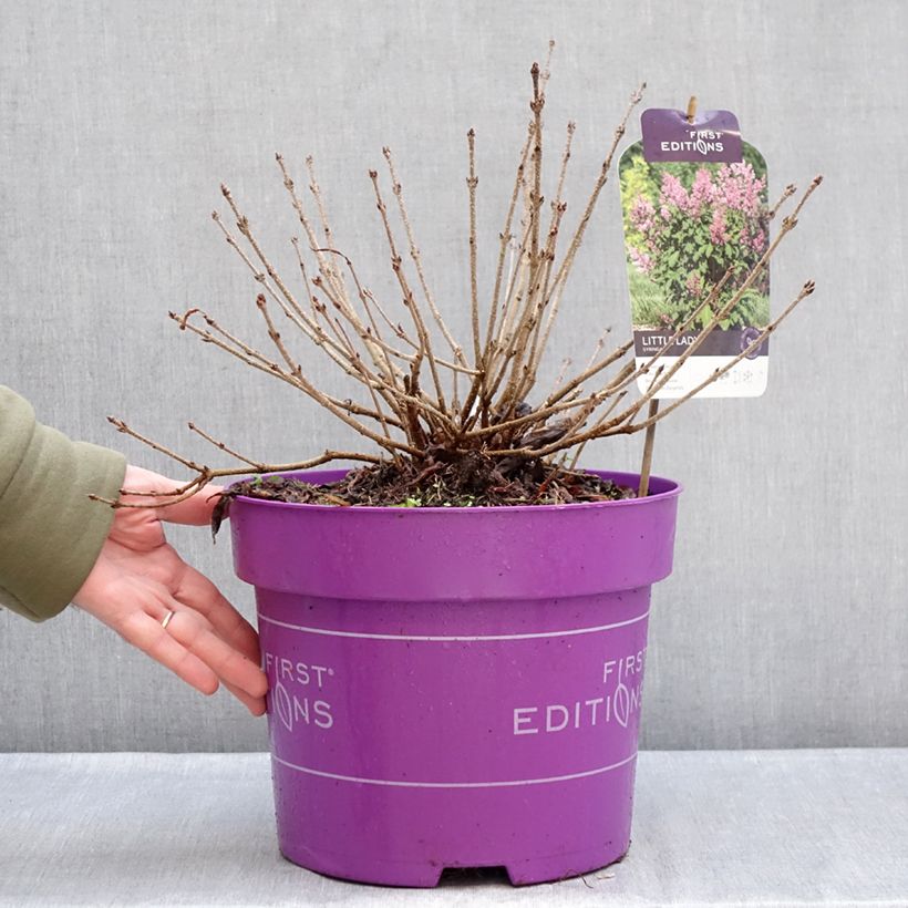 Lila Little Lady - Syringa Maceta 7,5L/10L Ejemplar entregado en invierno