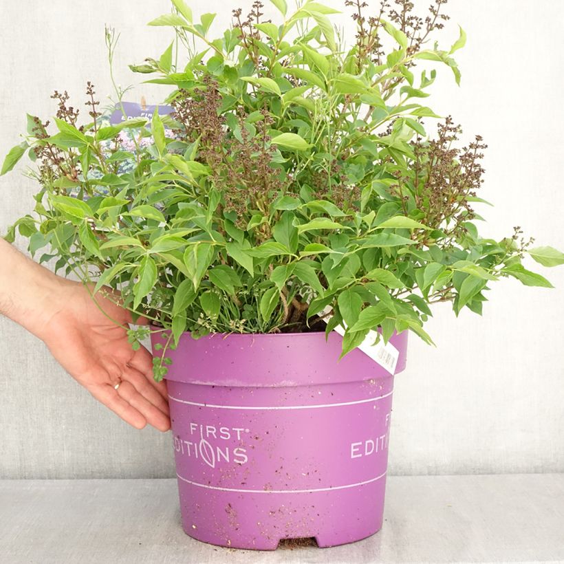 Lila Little Lady - Syringa Maceta 7,5L/10L Ejemplar entregado en la primavera