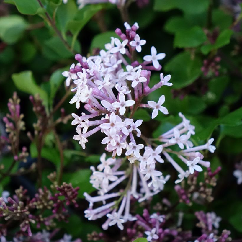 Lilo enano Palibin - Syringa meyeri (Floración)