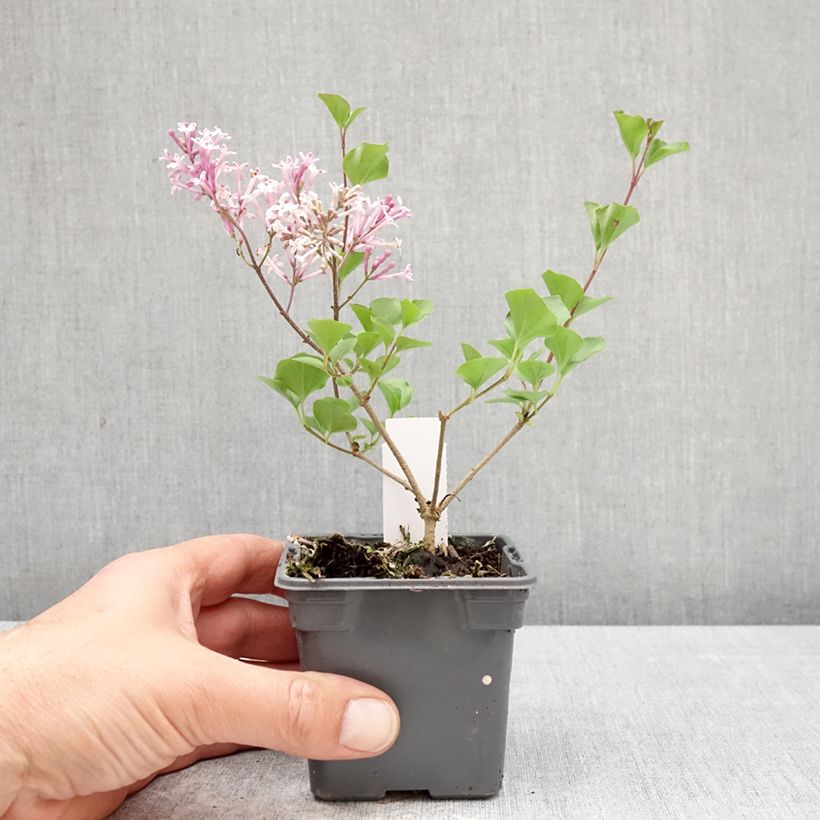 Lilo enano Palibin - Syringa meyeri Maceta de 8/9 cm Ejemplar entregado en la primavera