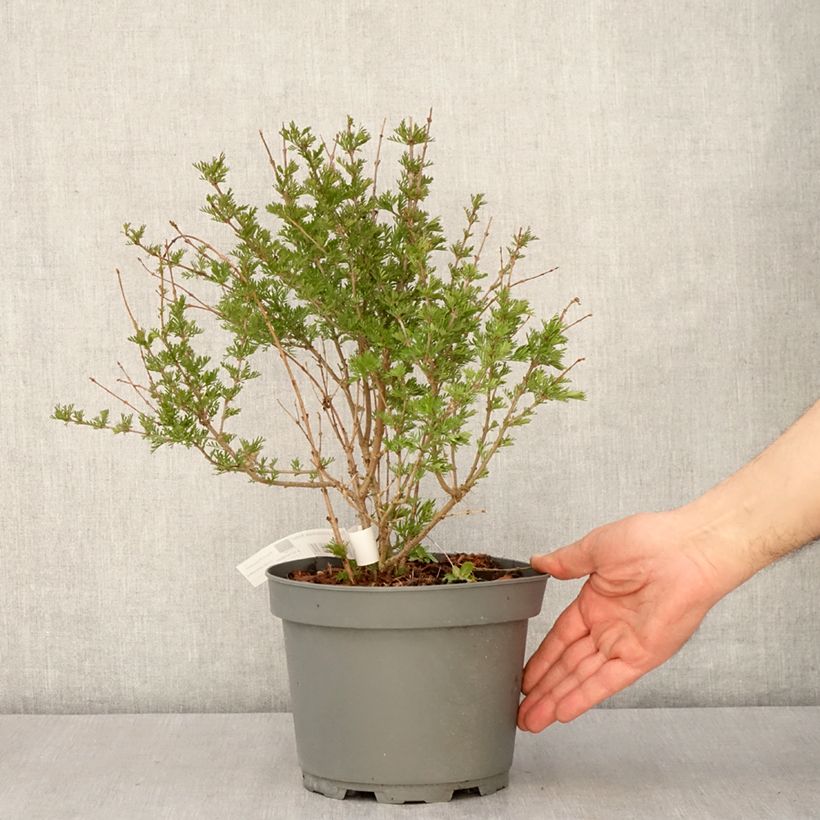 Lila Kabul - Syringa protolaciniata Maceta 3L/4L Ejemplar entregado en la primavera