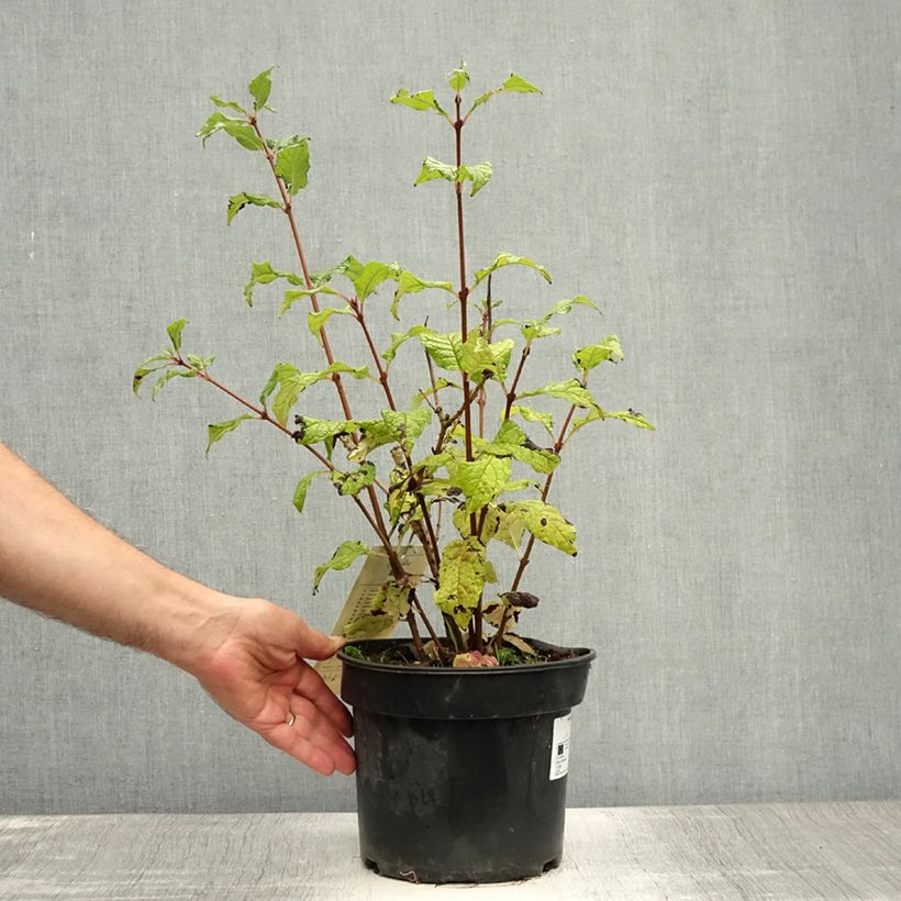 Ejemplar de Lila Aurea - Syringa villosa Maceta 4L/5L entregado en verano