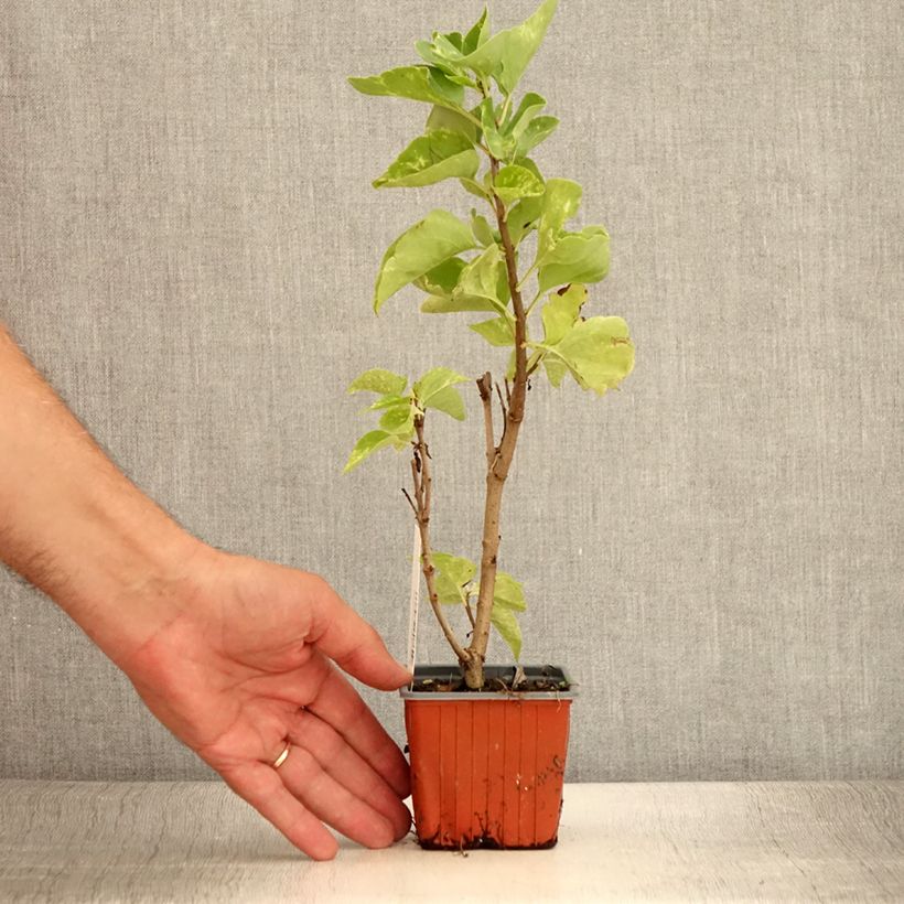 Ejemplar de Lila Aucubaefolia - Syringa vulgaris Maceta de 8/9 cm entregado en verano