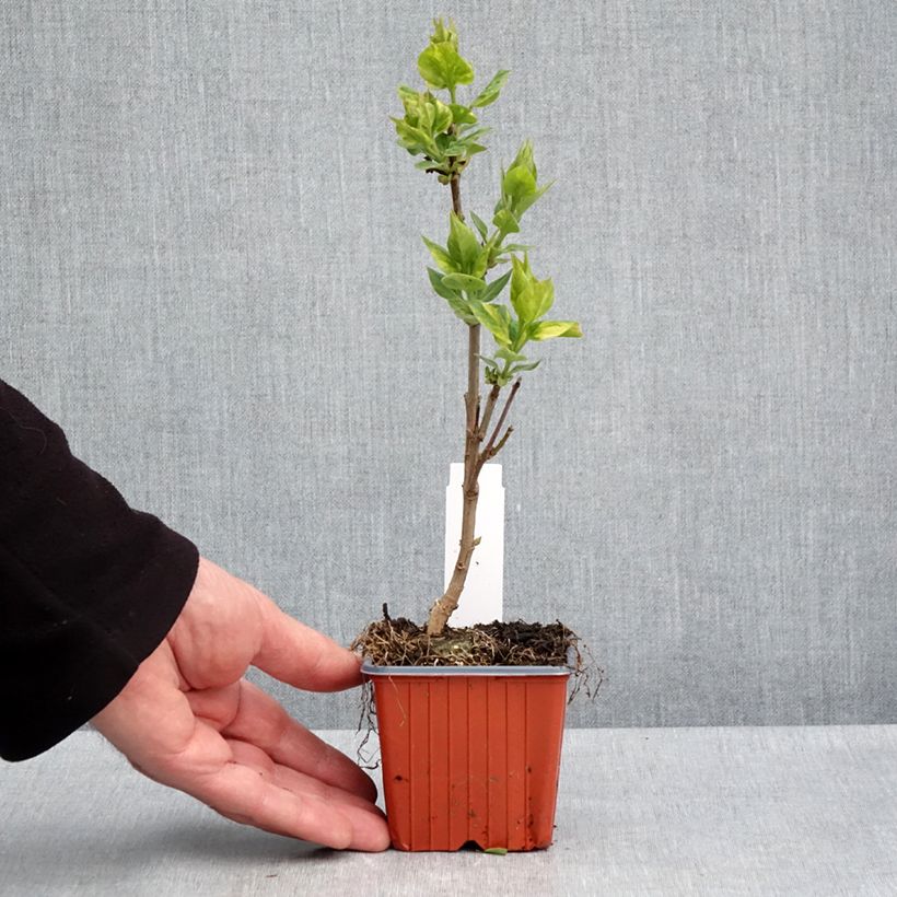Lila Aucubaefolia - Syringa vulgaris Maceta de 8/9 cm Ejemplar entregado en la primavera