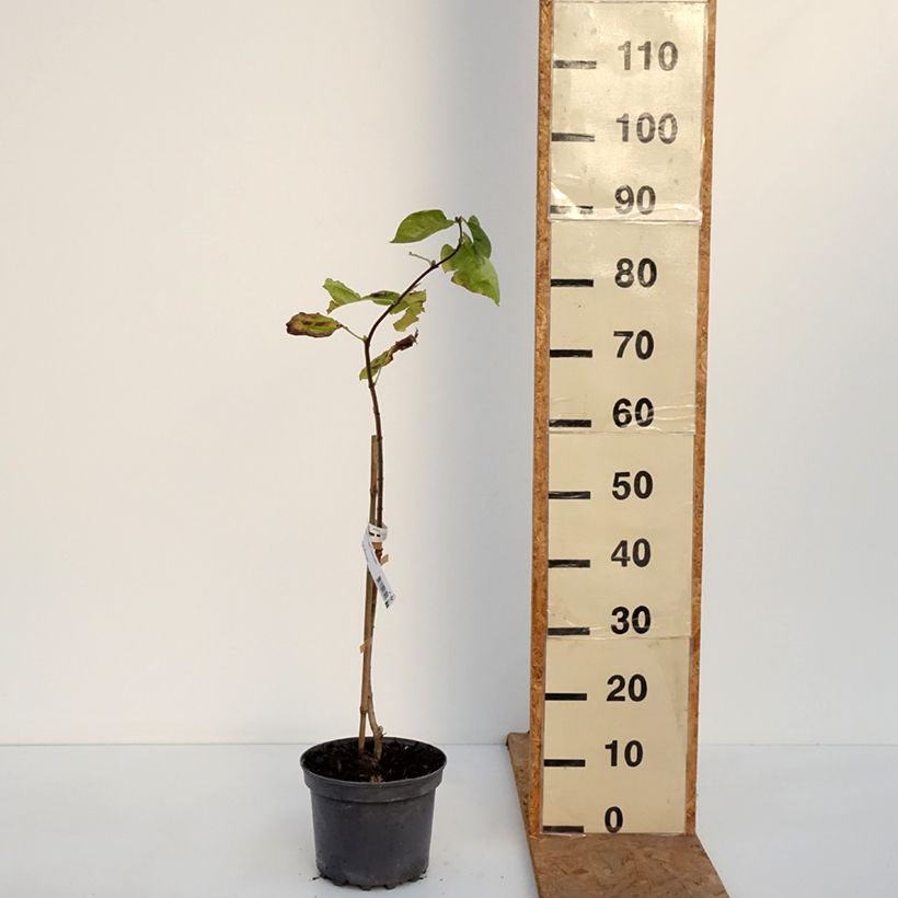 Ejemplar de Lila Aucubaefolia - Syringa vulgaris Maceta 4L/5L entregado en otoño