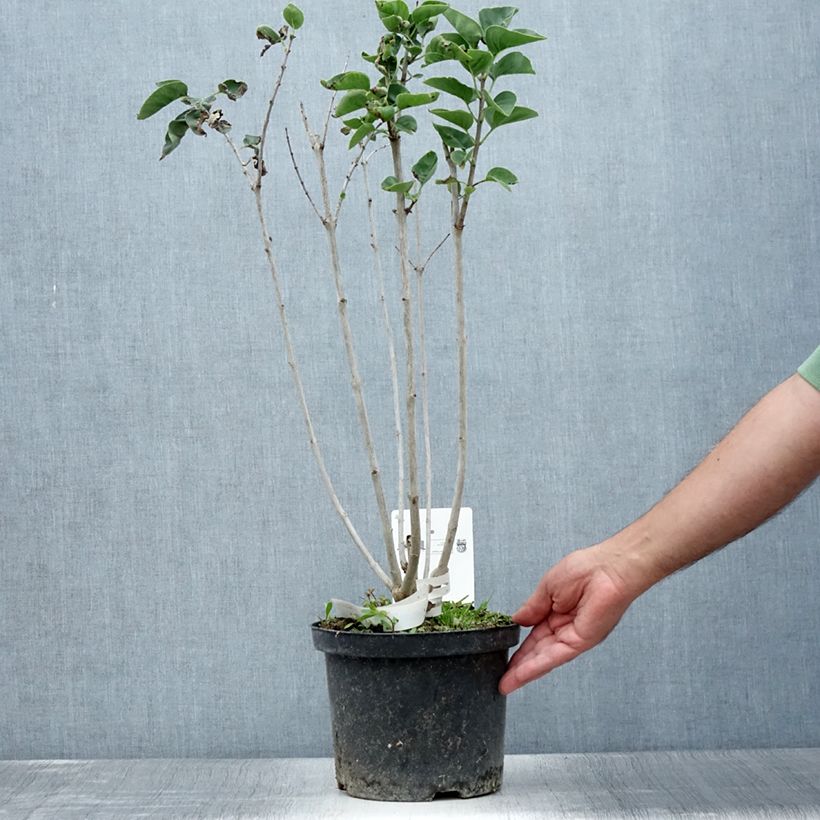Ejemplar de Lilas - Syringa vulgaris Belle de Moscou Pot de 4L/5L entregado en verano