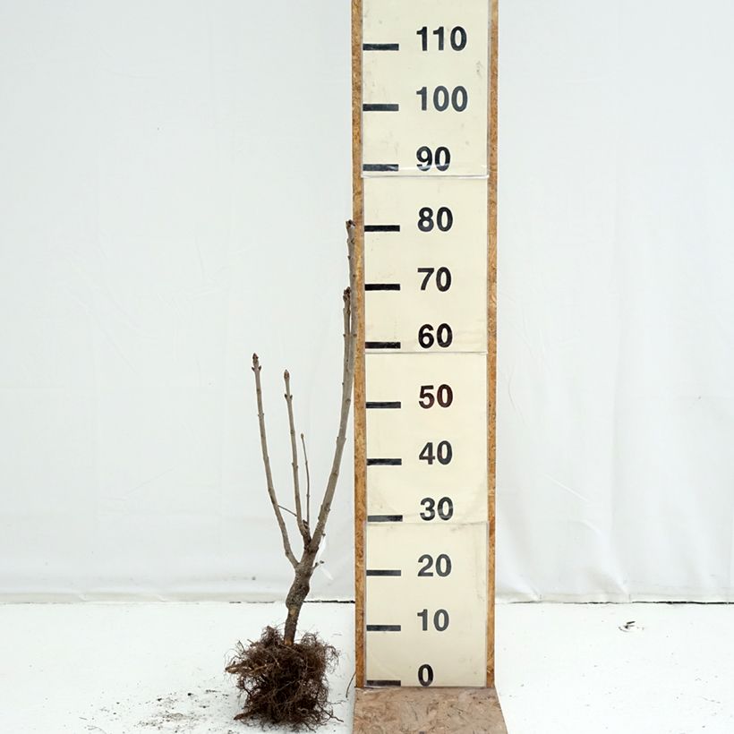 Lila Belle de Moscou - Syringa vulgaris Raíces desnudas Ejemplar entregado en invierno