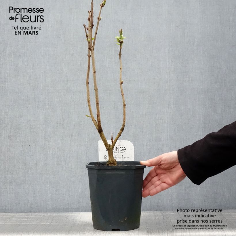 Lila Belle de Nancy - Syringa vulgaris Maceta 3L/4L Ejemplar entregado en la primavera