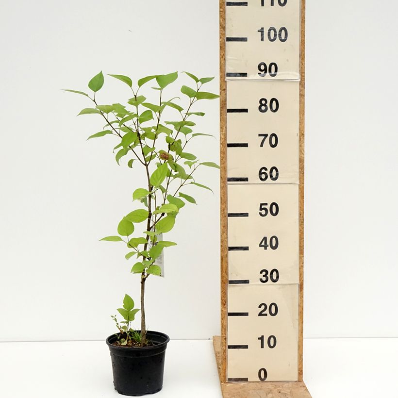 Ejemplar de Lila Charles Joly - Syringa vulgaris Maceta 2L/3L entregado en verano