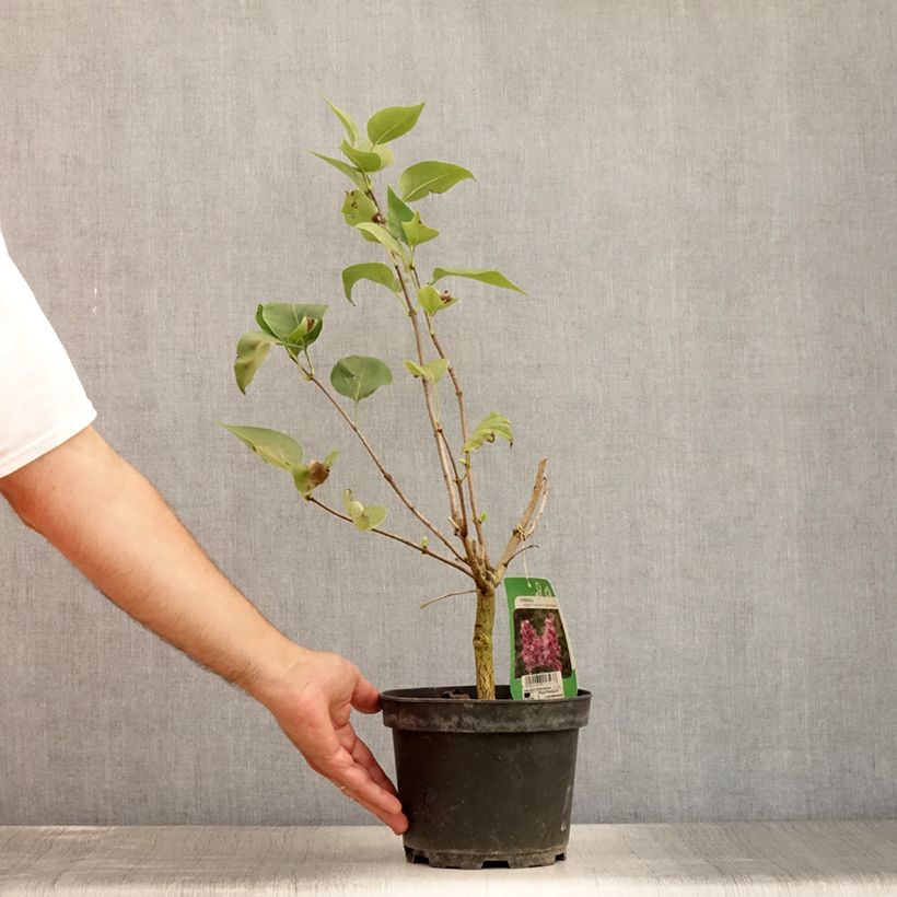 Ejemplar de Lila Katherine Havemeyer - Syringa vulgaris Maceta 3L/4L entregado en verano