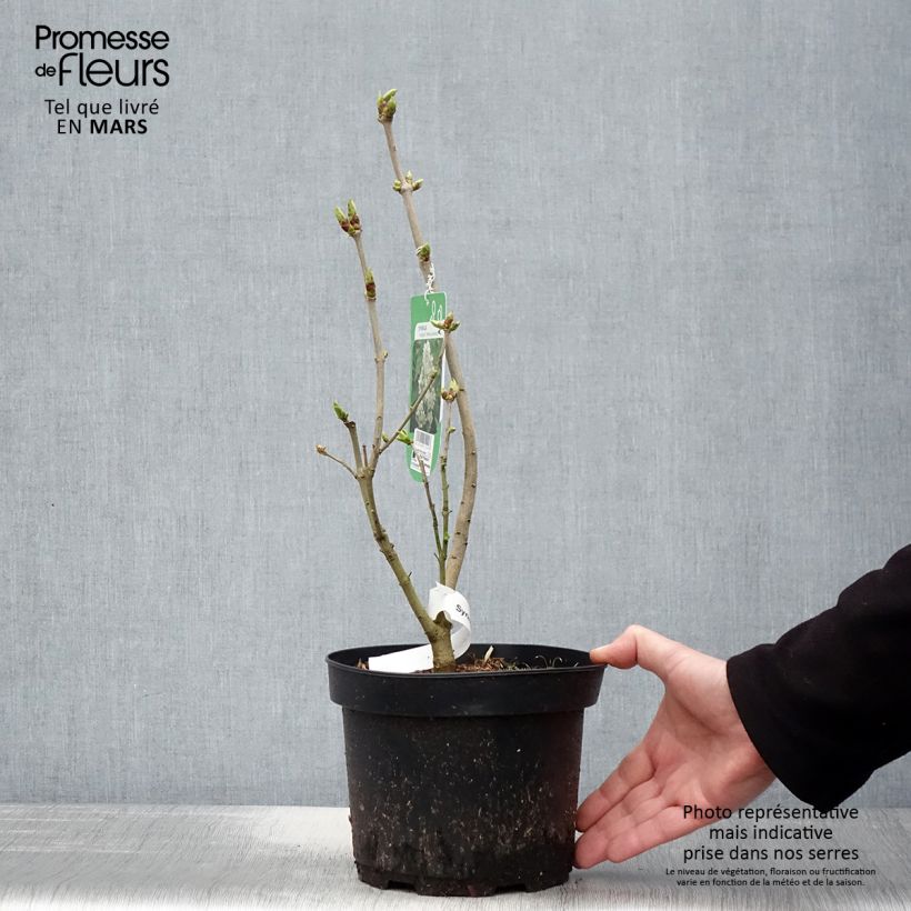 Lila Madame Lemoine - Syringa vulgaris Maceta 3L/4L Ejemplar entregado en la primavera