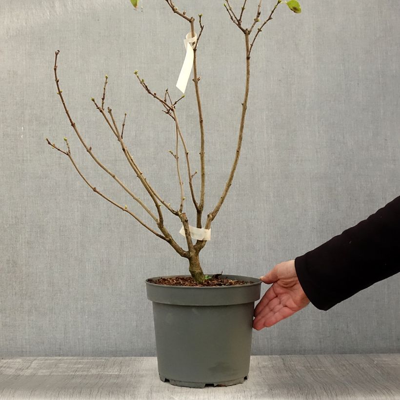 Ejemplar de Lila Madame Lemoine - Syringa vulgaris Maceta 7,5L/10L entregado en otoño