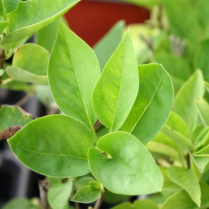 Lila Nadezhda - Syringa vulgaris (Follaje)