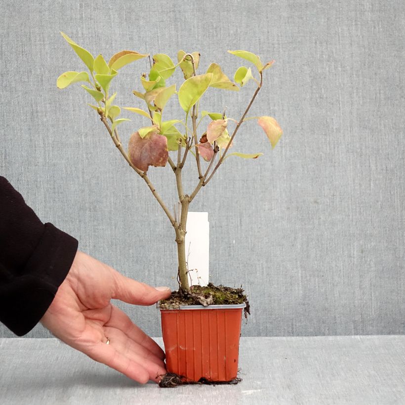 Ejemplar de Lila Nadezhda - Syringa vulgaris Maceta de 8/9 cm entregado en otoño