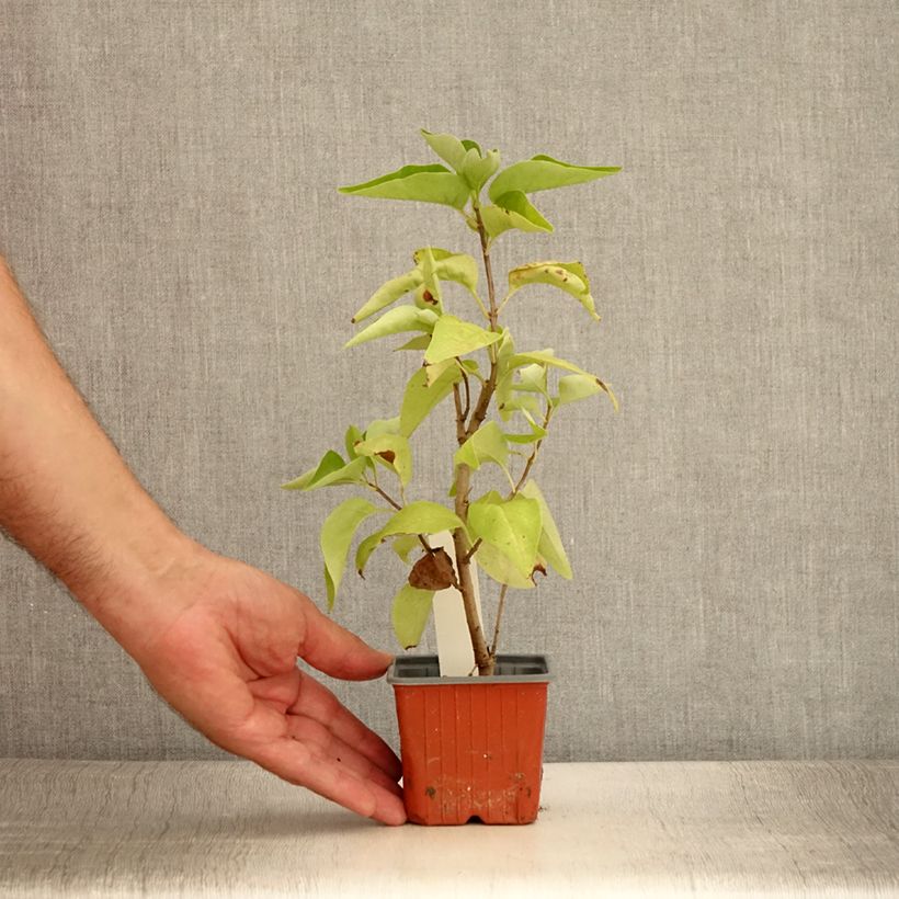 Ejemplar de Lila Nadezhda - Syringa vulgaris Maceta de 8/9 cm entregado en verano
