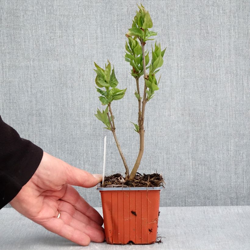 Lila Nadezhda - Syringa vulgaris Maceta de 8/9 cm Ejemplar entregado en la primavera