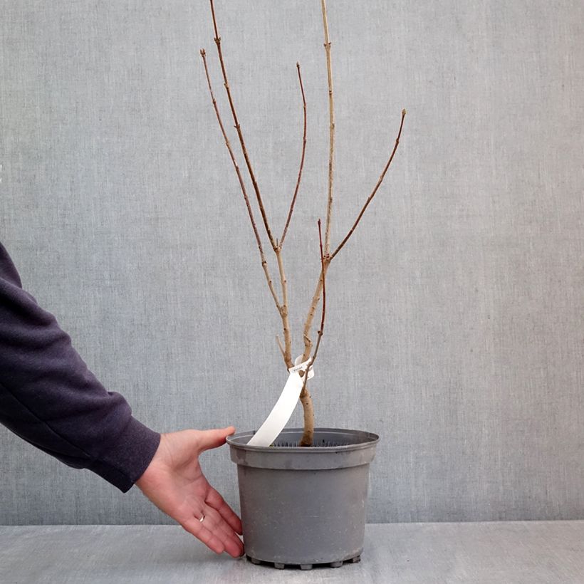 Ejemplar de Lila Nadezhda - Syringa vulgaris Maceta 4L/5L entregado en otoño