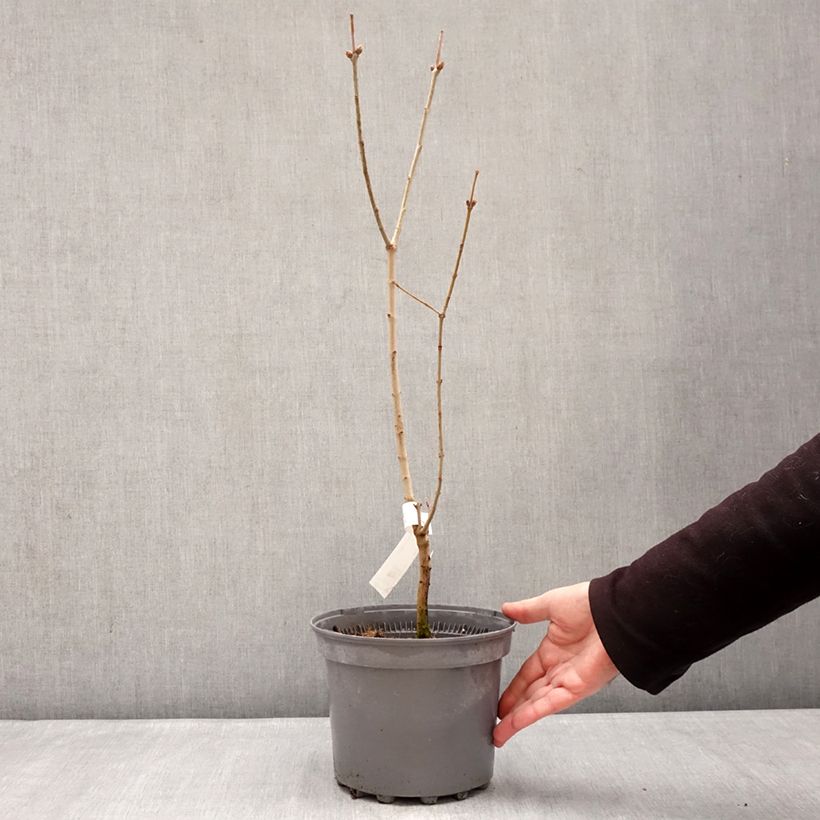 Lila Nadezhda - Syringa vulgaris Maceta 4L/5L Ejemplar entregado en invierno