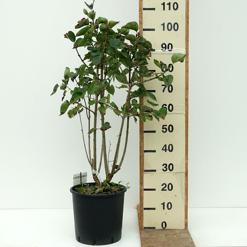Ejemplar de Lila Président Grevy - Syringa vulgaris Maceta 12L/15L entregado en otoño